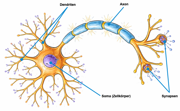 Biologisches Neuron